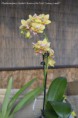 /album/prave-kvete/phalaenopsis-ambo-choon-x-be-tris-sunny-smell-jpg/